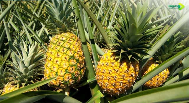 مشخصات گیاه آناناس