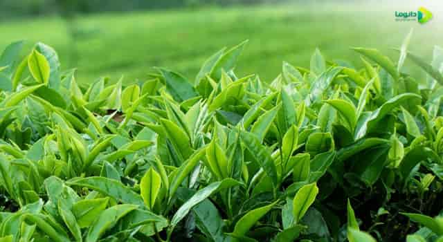 گیاه چای سبز