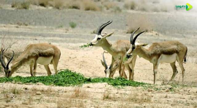 پارک ملی کلاه قاضی شهر اصفهان