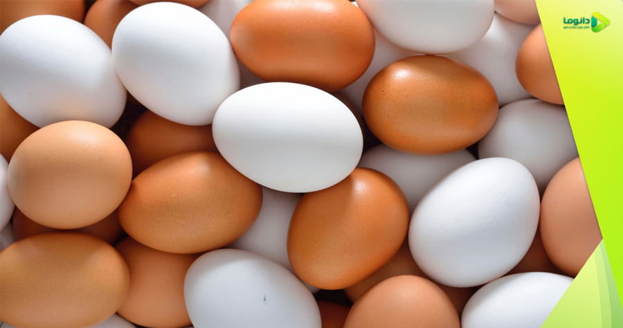 تخم مرغ| راهنمای جامع طبع، ویتامین ها، فواید و مضرات تخم مرغ