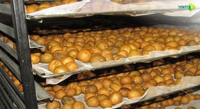 تولید صنعتی لیمو عمانی