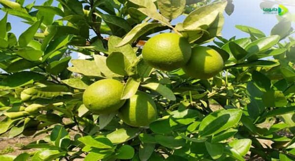 لیمو ترش چیست؟ | انواع، طبع، خواص، ویتامین ها، عوارض، شیوه نگهداری و ...
