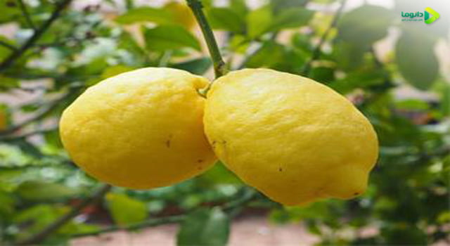 لیمو اورکا