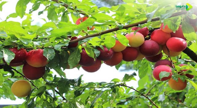 آلو (Garden Plum)| خواص، مضرات، ترکیبات و طبع آلو | 0 تا 100 - دانوما