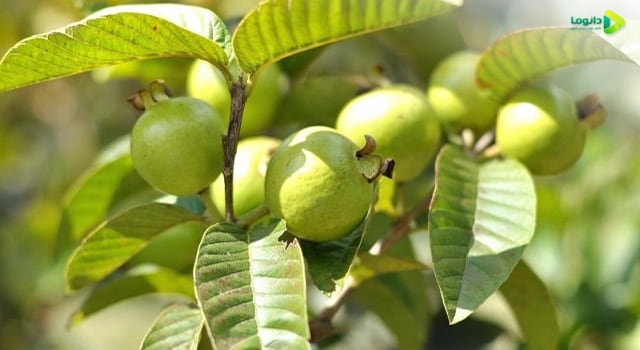 میوه گواوا خواص، مضرات و طبع میوه گواوا